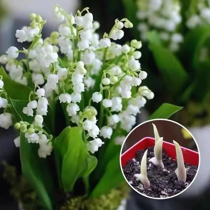 LILY OF THE VALLEY?HAPPINESS ARRIVES  Seeds (Pack of 1) - amazino