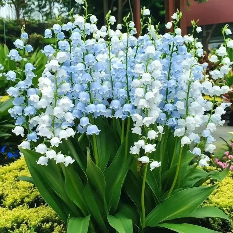 LILY OF THE VALLEY?HAPPINESS ARRIVES  Seeds (Pack of 1) - amazino